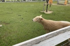 🐎ブルーメの丘に行ってきました🐏